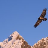 Avec une envergure de plus de 2,6 mètres, le gypaète barbu est le plus grand oiseau des Alpes (archives).