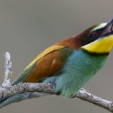 Avec le réchauffement, les insectes figurant au menu des oiseaux change, ce qui a des conséquences pour certaines espèces en période de couvaison (archives).