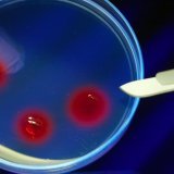 L'idée est de prendre de l'ADN de l'espèce éteinte et de comparer son génome à des espèces modernes proches. Une fois la plus proche sélectionnée, l'outil CRISPR, surnommé ciseaux moléculaires, est utilisé afin d'éditer le génome moderne, là où il...