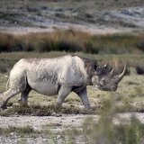 Les rhinocéros noirs sont abattus pour leurs cornes, qui sont introduites clandestinement en Asie, où l'on pense à tort qu'elles ont des vertus médicinales (archives).