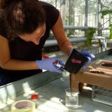 Les arbres forestiers absorbent de minuscules particules de plastique par leurs racines, comme le montre une étude du WSL: La chercheuse Maria Elvira Murazzi coupe les racines les plus basses d'un bouleau pour les analyser.