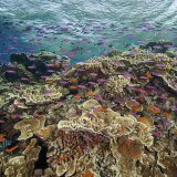 La gravité des extinctions serait réduite de 70% si le réchauffement était limité à 2°C, comme voulu par l'Accord de Paris (archives).