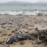 Les marsouins se prennent dans ces filets, ce qui cause leur mort (archives).