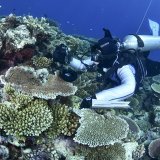 Entre septembre 2021 et mars 2022, l'autorité maritime de la Grande Barrière de corail, qui a publié l'étude, a procédé à des relevés exhaustifs sur ce récif inscrit sur la liste du patrimoine mondial de l'Unesco (archives).