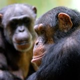 Les douze types de vocalisations chez le chimpanzé comprennent le très courant "hou", associé ou pas à un halètement, ou encore le grognement ou l'aboiement (archives).