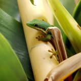 Les chercheurs ont découvert, en utilisant un microscope à rayons X, que les sétules des geckos et leurs spatules étaient couvertes d'un film gras d'un nanomètre d'épaisseur, un milliardième de mètre.