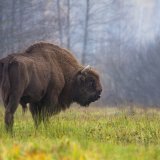 Le bison européen est le plus gros mammifère terrestre sur le continent (archives).