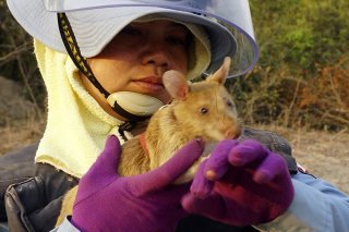 Le rat Magawa, ici au début de sa carrière en 2016.