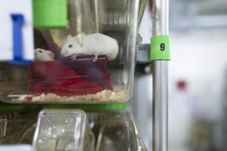 L'acceptation de l'initiative sur l'expérimentation animale serait un frein au progrès, à l'innovation et à la formation, selon des institutions de recherche (archives).