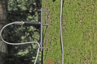 Grâce à des mesures dendrométriques, les chercheurs ont enregistré les variations de l'épaisseur du tronc à l'échelle du micromètre.