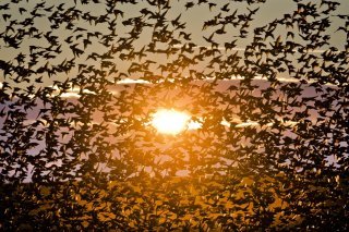 L'étude montre que les efforts de protection des animaux peuvent aider à combattre le changement climatique. "Les déclins chez les animaux peuvent perturber les réseaux écologiques d'une façon qui menace la résilience d'écosystèmes entiers", dit E...
