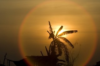 Au total 224 nouvelles espèces de plantes et d'animaux vertébrés ont été recensées dans la région - qui comprend la Birmanie, la Thaïlande, le Laos, le Cambodge et le Vietnam - indique le WWF dans son rapport "New Species Discoveries".