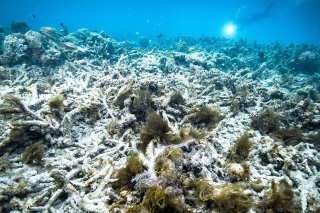 La grande barrière de corail a subi trois épisodes très graves de blanchissement des coraux depuis 2015 (archives).