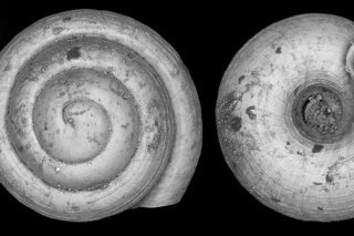 Cette espèce d'escargot terrestre est à ce jour la plus petite jamais découverte. Il existe des gastéropodes encore plus minuscules mais en milieu marin.