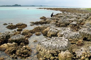 Le récif corallien est nécessaire à la survie de près d'un demi-milliard d'humains.