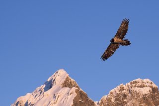 Avec une envergure de plus de 2,6 mètres, le gypaète barbu est le plus grand oiseau des Alpes (archives).