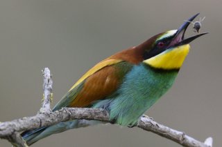 Avec le réchauffement, les insectes figurant au menu des oiseaux change, ce qui a des conséquences pour certaines espèces en période de couvaison (archives).