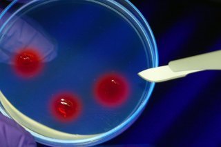 L'idée est de prendre de l'ADN de l'espèce éteinte et de comparer son génome à des espèces modernes proches. Une fois la plus proche sélectionnée, l'outil CRISPR, surnommé ciseaux moléculaires, est utilisé afin d'éditer le génome moderne, là où il...