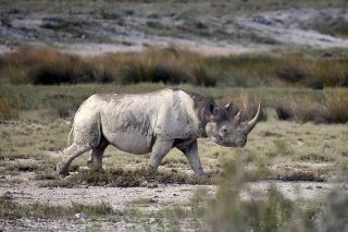 Les rhinocéros noirs sont abattus pour leurs cornes, qui sont introduites clandestinement en Asie, où l'on pense à tort qu'elles ont des vertus médicinales (archives).