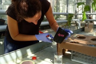 Les arbres forestiers absorbent de minuscules particules de plastique par leurs racines, comme le montre une étude du WSL: La chercheuse Maria Elvira Murazzi coupe les racines les plus basses d'un bouleau pour les analyser.