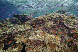 La gravité des extinctions serait réduite de 70% si le réchauffement était limité à 2°C, comme voulu par l'Accord de Paris (archives).