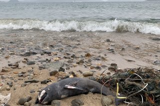 Les marsouins se prennent dans ces filets, ce qui cause leur mort (archives).