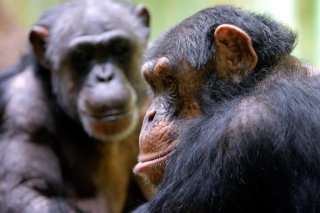 Les douze types de vocalisations chez le chimpanzé comprennent le très courant "hou", associé ou pas à un halètement, ou encore le grognement ou l'aboiement (archives).