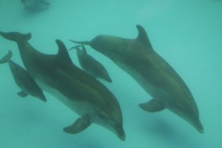 L'inspection des organes génitaux des autres individus est une pratique courante chez les dauphins (archives).