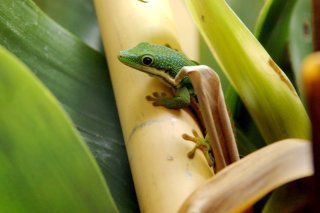 Les chercheurs ont découvert, en utilisant un microscope à rayons X, que les sétules des geckos et leurs spatules étaient couvertes d'un film gras d'un nanomètre d'épaisseur, un milliardième de mètre.