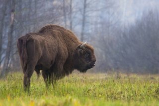 Le bison européen est le plus gros mammifère terrestre sur le continent (archives).
