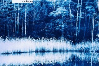 Cyanotype du Bois de Finges par Fanny Zambaz