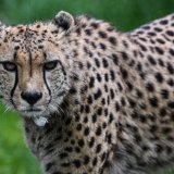 Le guépard est le seul grand carnivore à s'être éteint en Inde (archives).