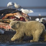 À Kaktovik, le site protégé de déversement sur la plage des restes de baleines boréales, que la communauté inupiat chasse traditionnellement, attire chaque automne jusqu'à 90 ours polaires (archives).