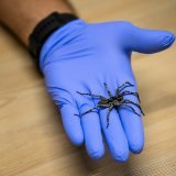 Cette araignée de l'ile de Madère est menacée par une plante invasive, qui réduit leurs possibilités d'abris.
