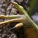 Plus de 3000 iguanes provenant d'une île voisine ont été réintroduits en 2019 afin de restaurer l'écosystème naturel de Santiago (image prétexte).