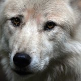 D'ici cinq ans, les loups présents dans les Alpes européennes devraient eux-mêmes réguler leur population dès lors que leur espèce aura saturé cet espace vital au coeur du continent (Photo d'illustration).