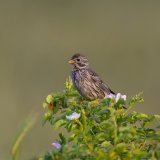 Le bruant proyer est classé "au bord de l'extinction" sur la dernière liste rouge des oiseaux nicheurs.