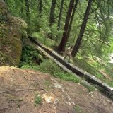 L'eau qui pénètre naturellement des bisses valaisans dans le sol favorise la vitalité des arbres forestiers à une distance de plusieurs mètres en amont et en aval. (archives)