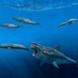 Le mégalodon pouvait atteindre 16 mètres de long et se nourrir de proies avoisinant les 8 mètres, soit la taille d'une orque. Sa disparition a réduit la pression concurrentielle sur les grandes baleines.