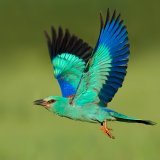 Rare à observer en Suisse, le rollier d'Europe adulte présente un plumage aux vives couleurs (archives).