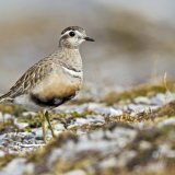 Chez les Pluviers guignards, c'est le mâle qui couve les oeufs.