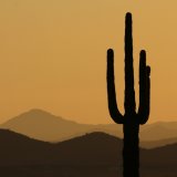 Le cactus Saguaro peut atteindre plus de 10 mètres et, gorgé d'eau, peser plus de deux tonnes. (photo symbolique)