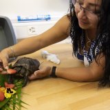Angelica, l'une des deux personnes qui s'occupe de Janus, aide la tortue à déguster son repas de fête, composé de morceau de pastèque et de quelques fleurs.