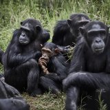 On sait depuis longtemps que les chimpanzés pratiquent le tambour. "Mais avec cette étude, nous avons compris qu'ils utilisaient leur style propre quand ils cherchent un contact avec d'autres individus, quand ils voyagent, qu'ils sont seuls ou en ...