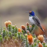 Le colibri jacobin est une espèce de colibri d'assez grande taille du continent américain (archives).