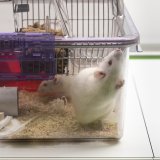 Beaucoup d'expériences sur les animaux sont liées à la recherche contre le cancer (photo symbolique).