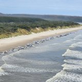 Sur les 230 dauphins-pilotes échoués mercredi sur une plage de Tasmanie, près de 200 n'ont pas survécu.