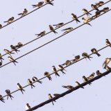 A l'image des hirondelles, des milliards d'oiseaux s'envolent actuellement en direction du sud pour y passer l'hiver (image d'illustration).