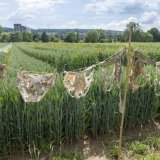 La décomposition rapide des slips enterrés pour cette expérience est un indicateur de la teneur en humus, et donc de la qualité des sols.