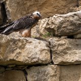 Le gypaète barbu est sur la liste d'alerte mondiale (archives).